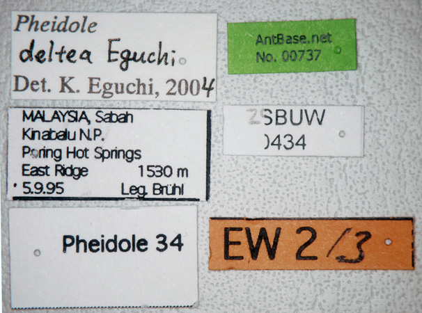 Foto Pheidole deltea Eguchi,2001 Label