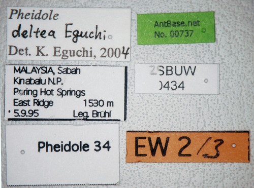 Pheidole deltea Eguchi,2001 Label