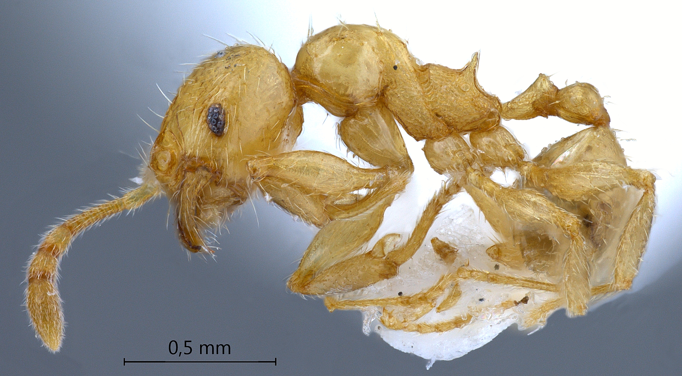 Foto Pheidole deltea Eguchi,2001 lateral