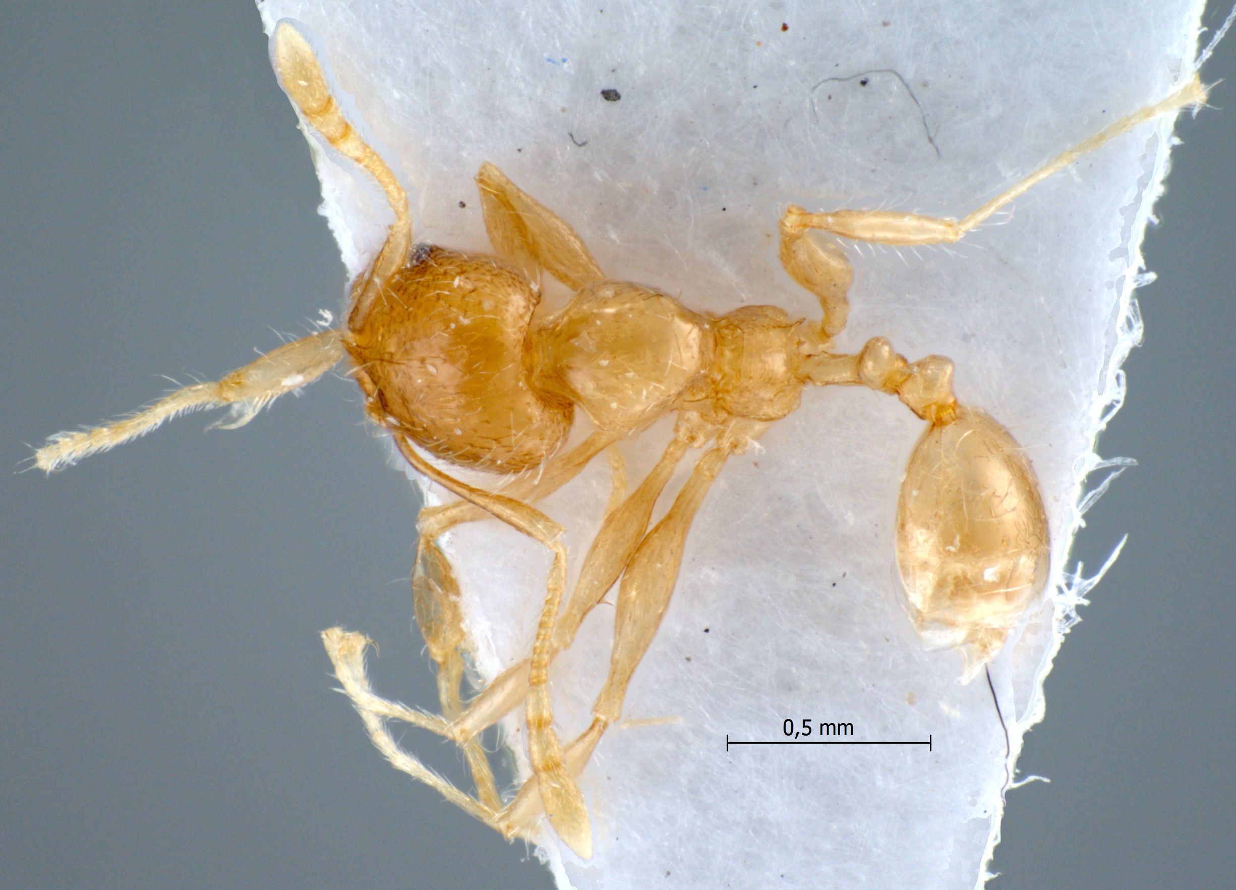 Foto Pheidole elisae Emery, 1900 dorsal