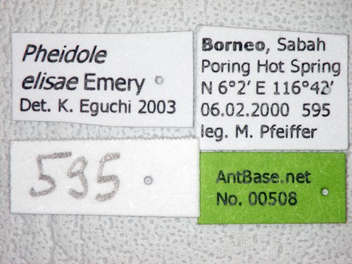 Pheidole elisae Emery, 1900 Label