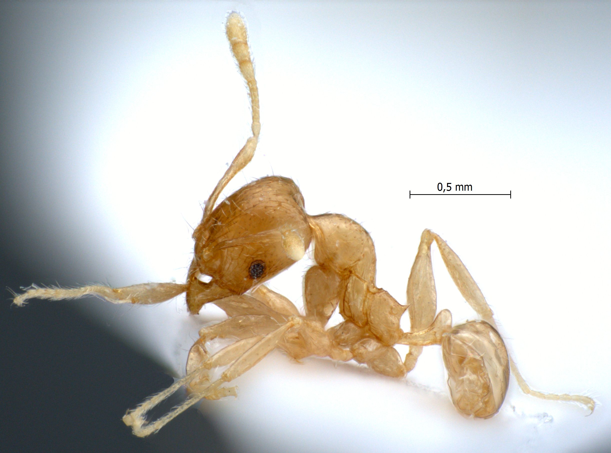 Foto Pheidole elisae Emery, 1900 lateral