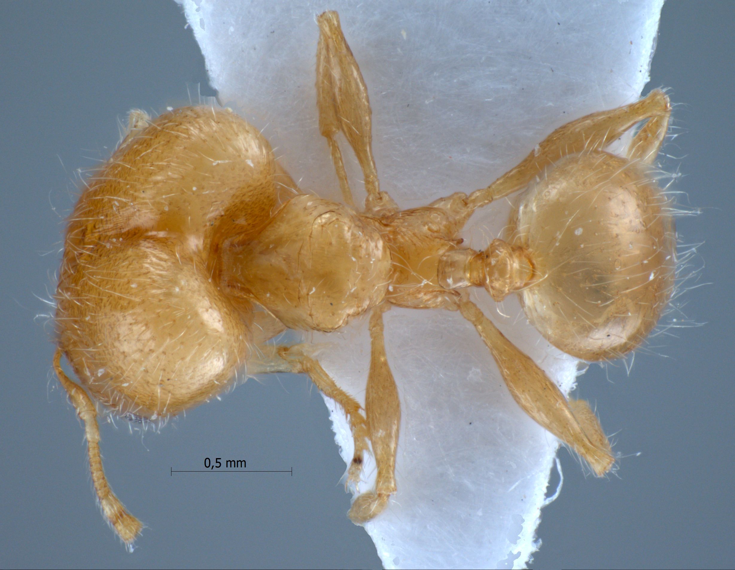 Foto Pheidole elisae Emery, 1900 dorsal