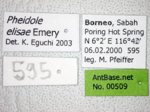 Pheidole elisae Emery, 1900 Label