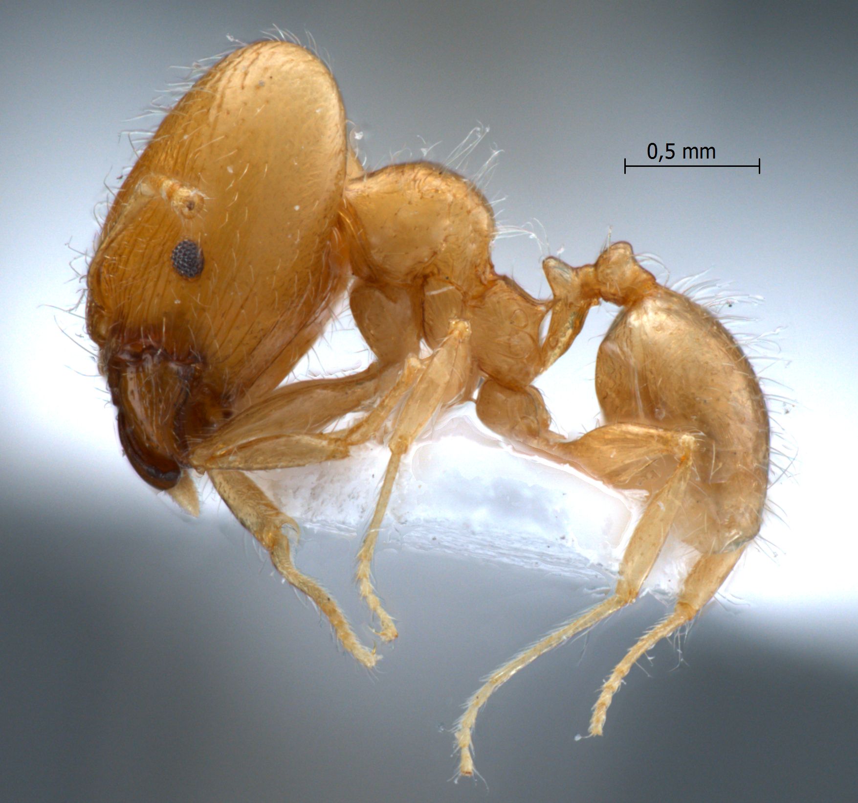 Foto Pheidole elisae Emery, 1900 lateral