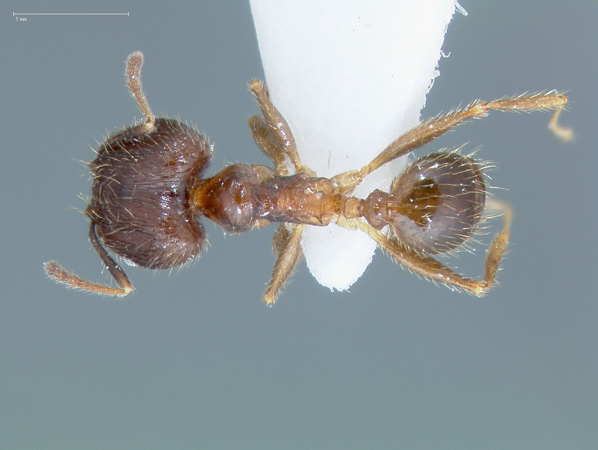 Foto Pheidole fervens Smith, 1858 dorsal