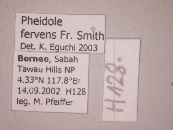 Foto Pheidole fervens Smith, 1858 Label