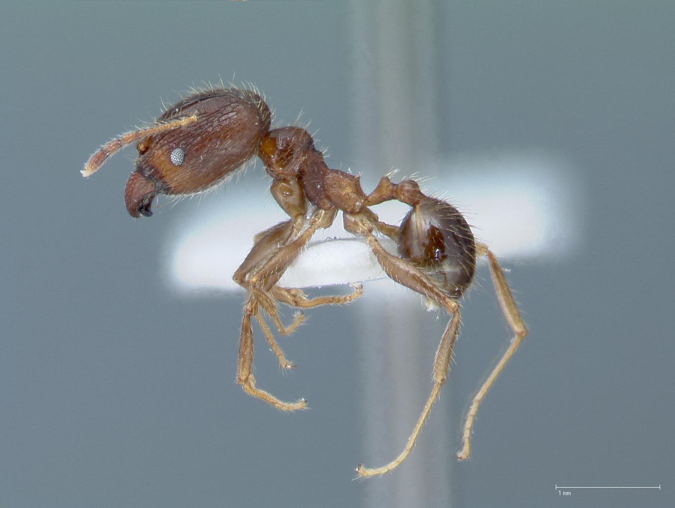 Foto Pheidole fervens Smith, 1858 lateral