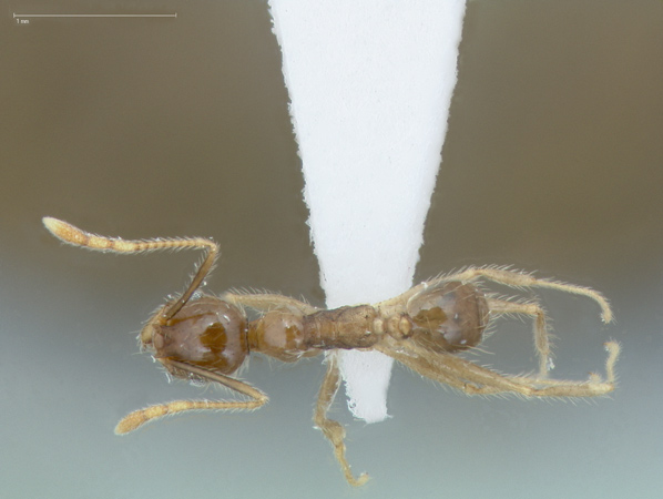 Foto Pheidole fervens Smith, 1858 dorsal