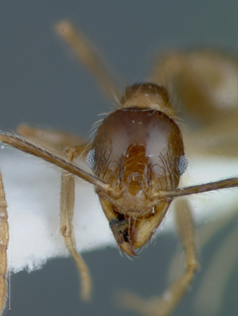 Foto Pheidole fervens Smith, 1858 frontal