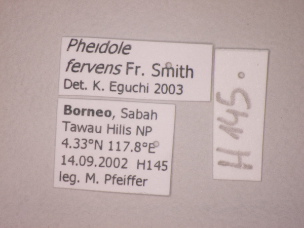 Foto Pheidole fervens Smith, 1858 Label