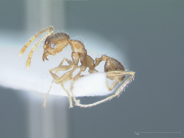 Pheidole fervens Smith, 1858 lateral