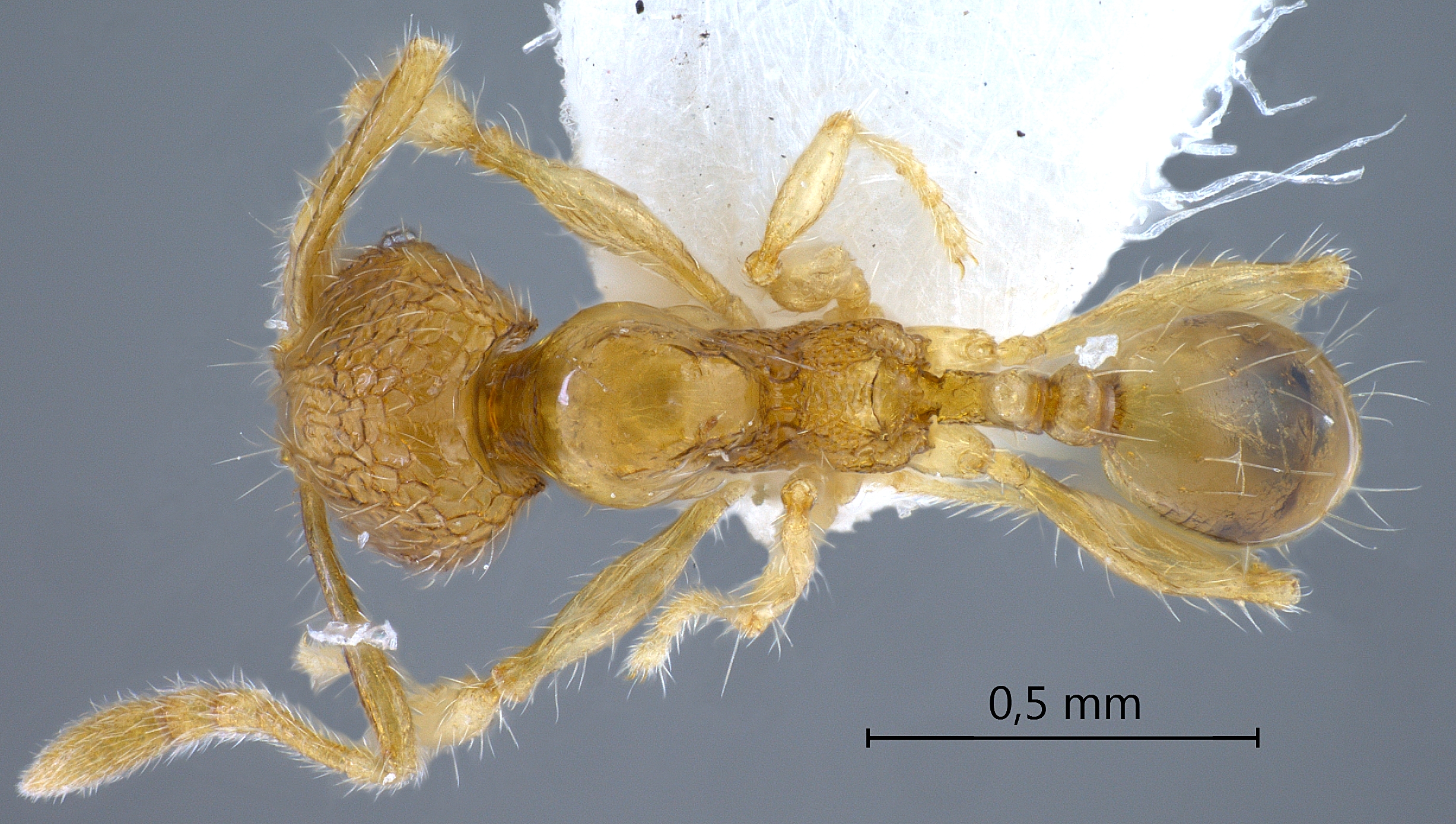 Foto Pheidole gombakensis Eguchi,2001 dorsal