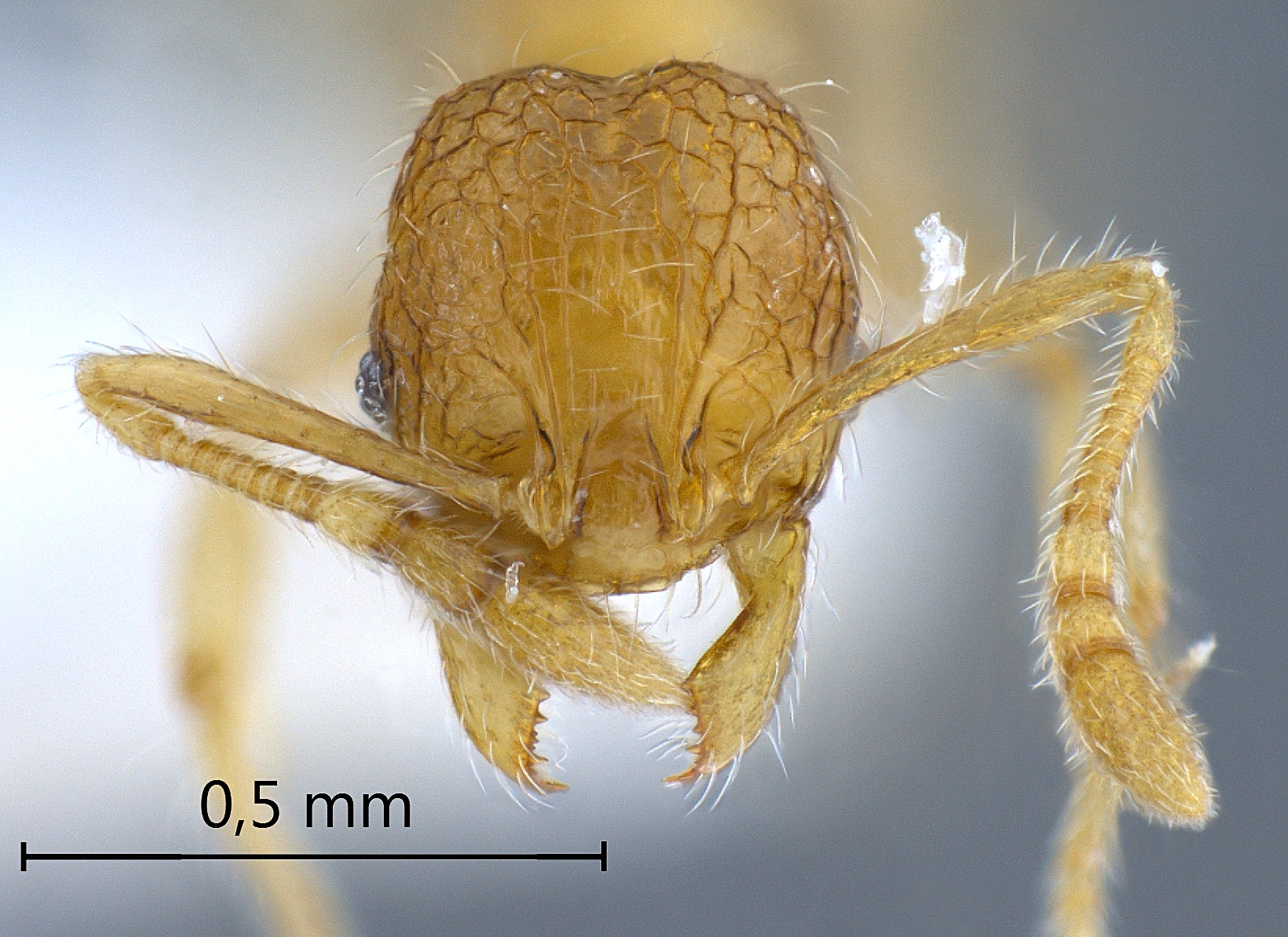 Foto Pheidole gombakensis Eguchi,2001 frontal