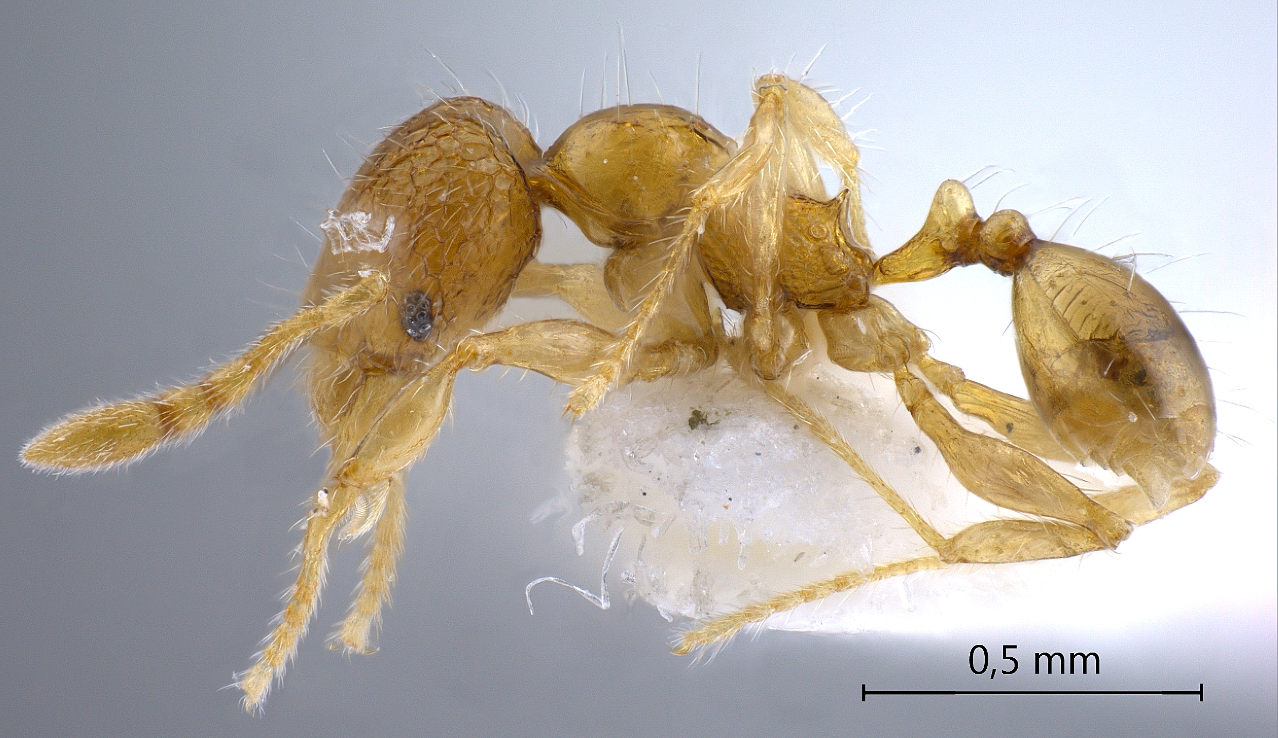 Foto Pheidole gombakensis Eguchi,2001 lateral