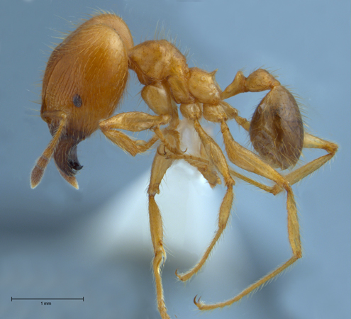 Pheidole havilandi Forel, 1911 lateral