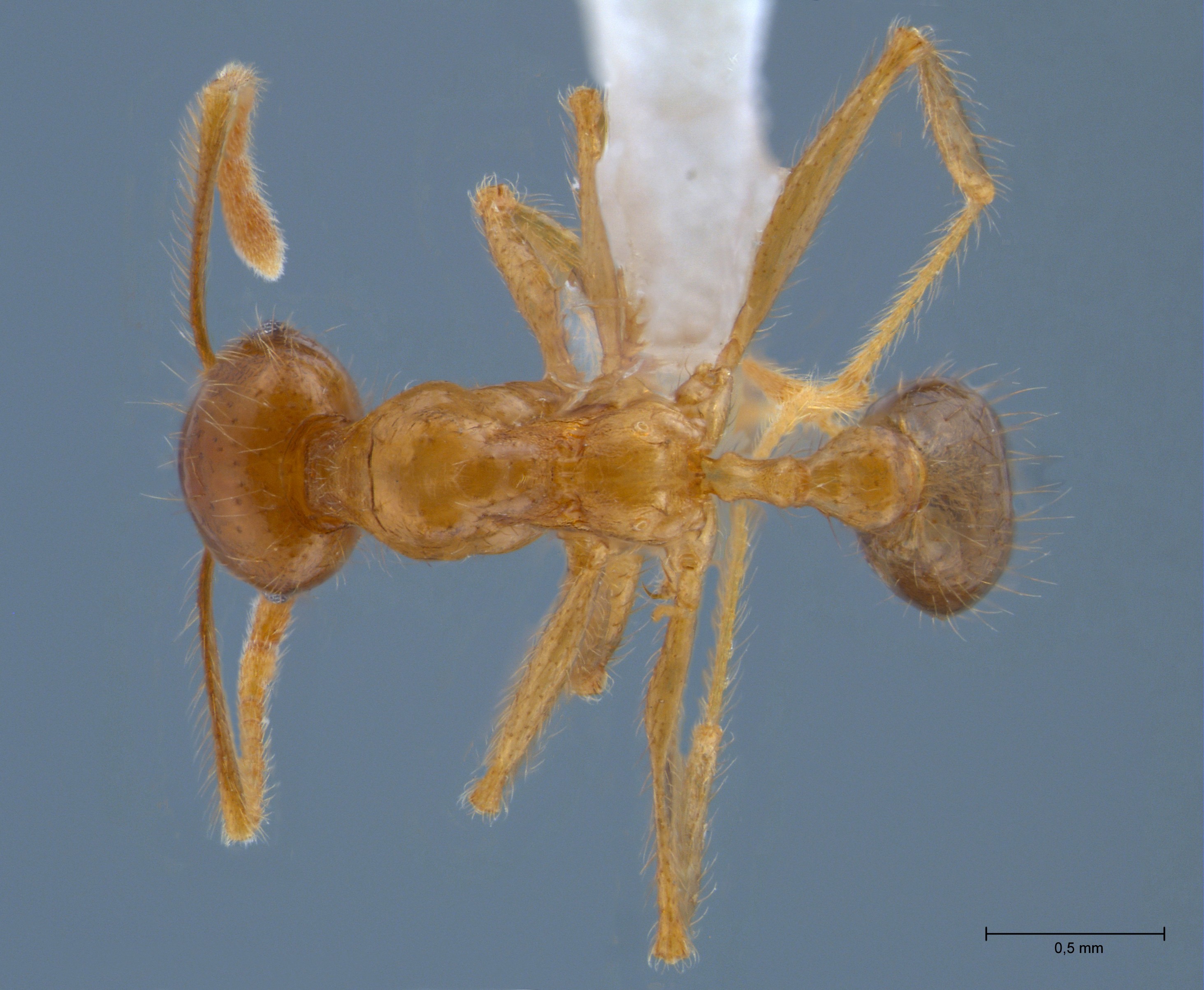 Foto Pheidole havilandi Forel, 1911 dorsal