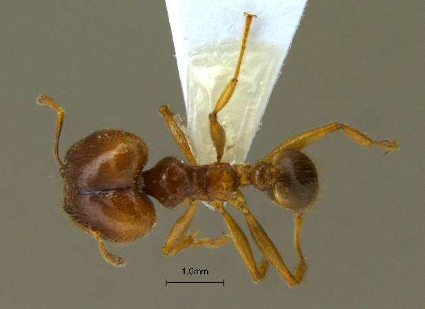 Pheidole havilandi Forel, 1911 dorsal