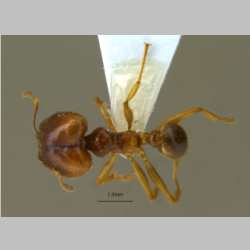 Pheidole havilandi Forel, 1911 dorsal