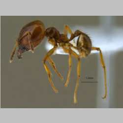 Pheidole havilandi Forel, 1911 lateral