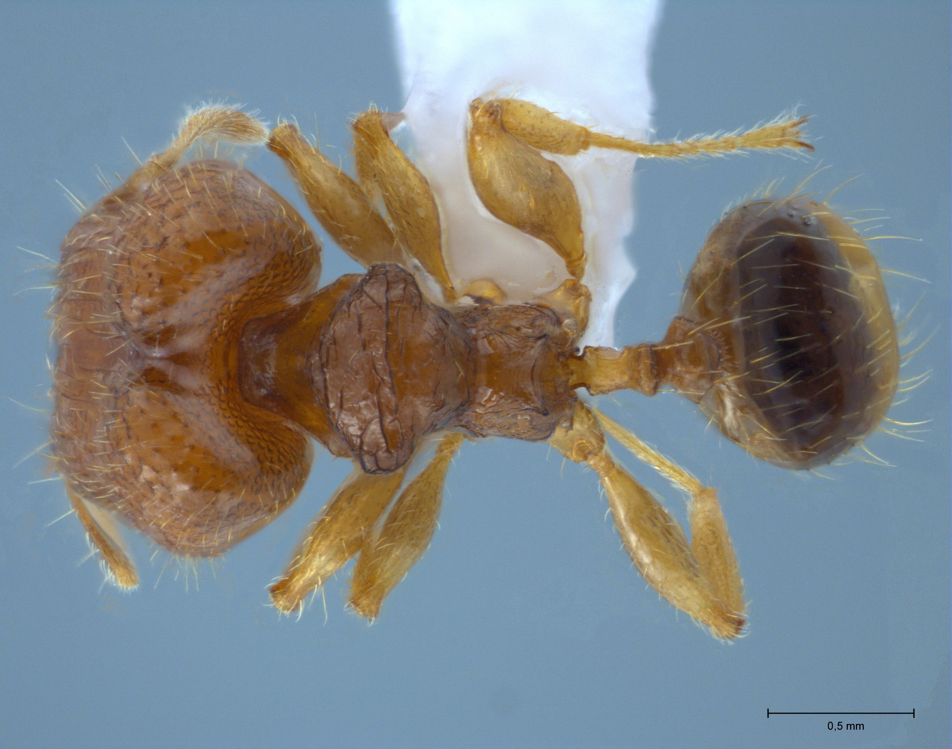 Foto Pheidole hortensis Forel, 1913 dorsal