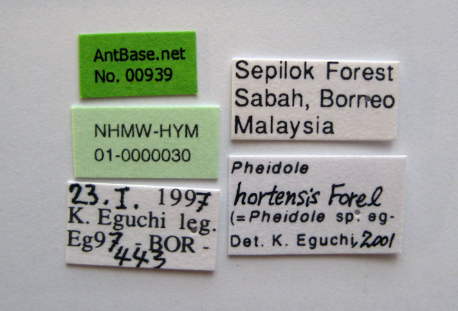 Foto Pheidole hortensis Forel, 1913 Label