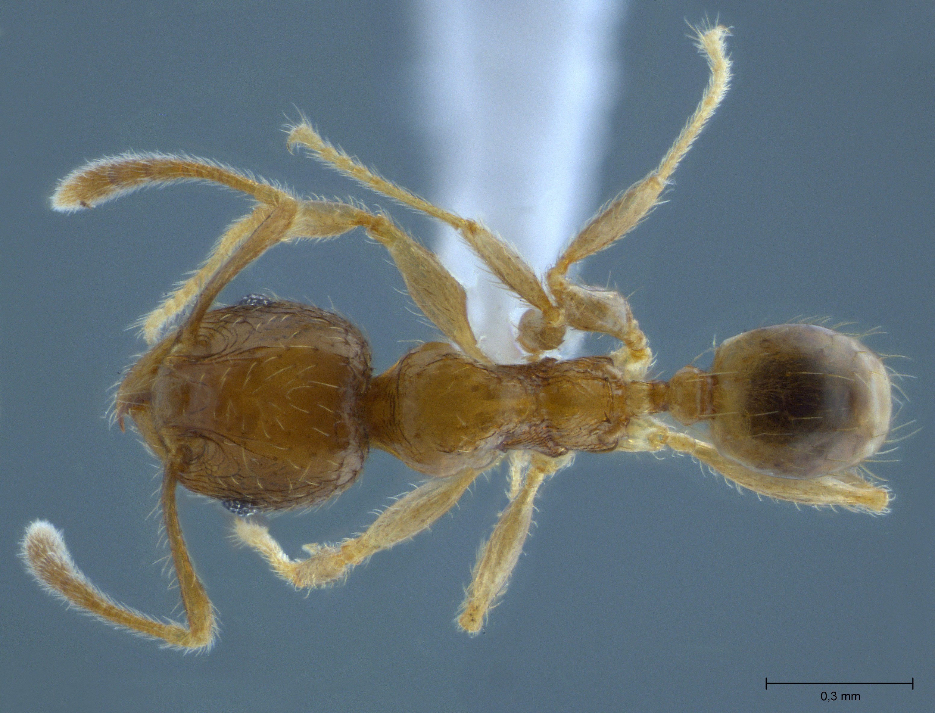 Foto Pheidole hortensis Forel, 1913 dorsal