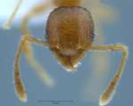 Pheidole hortensis Forel, 1913 frontal