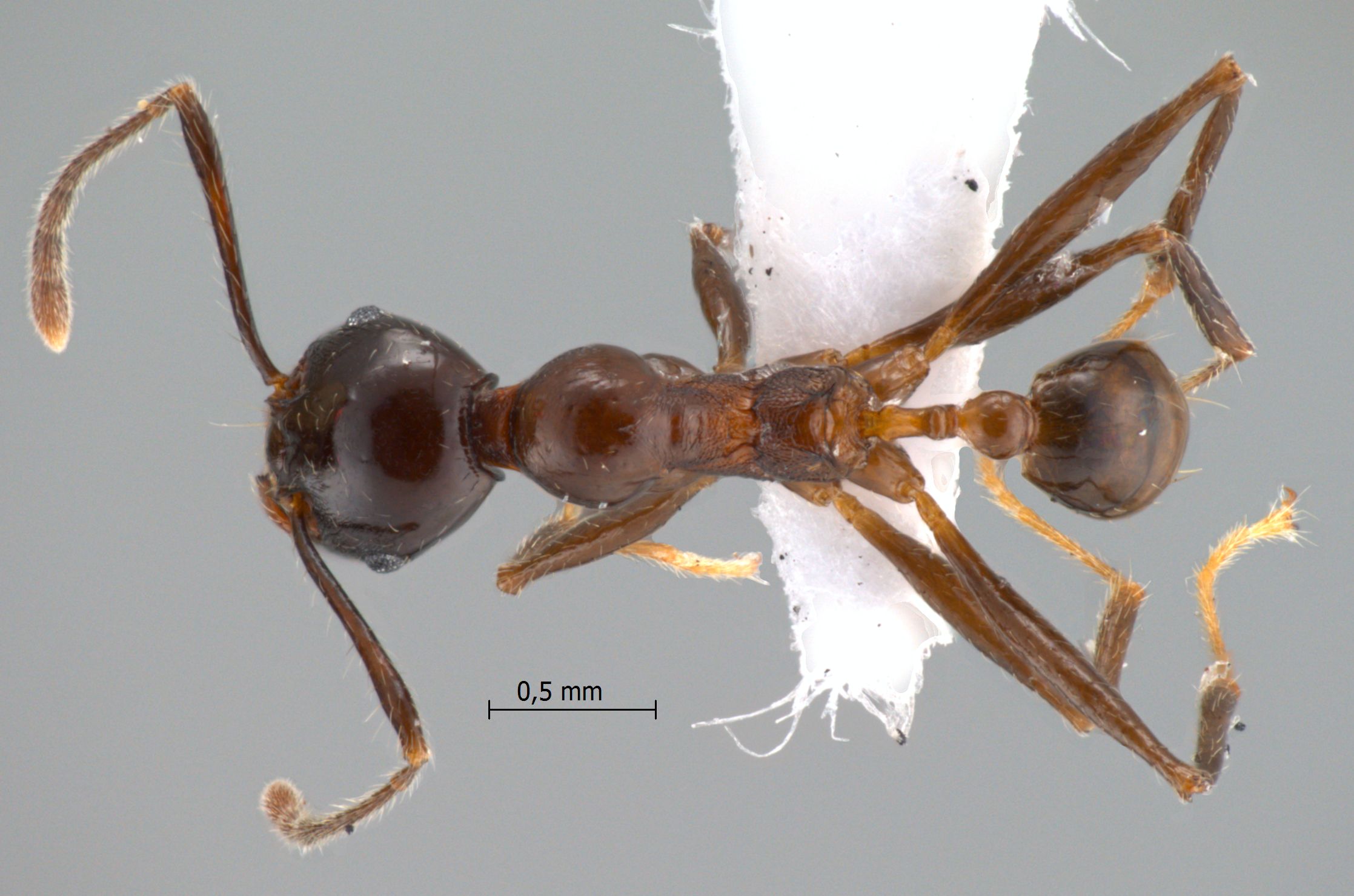 Foto Pheidole huberi Forel, 1911 dorsal