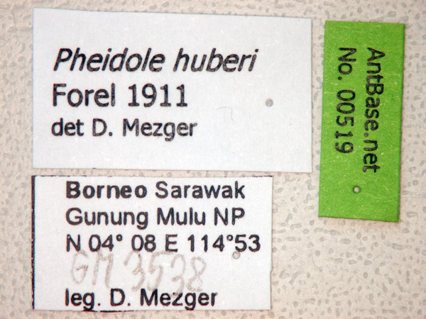 Foto Pheidole huberi Forel, 1911 Label