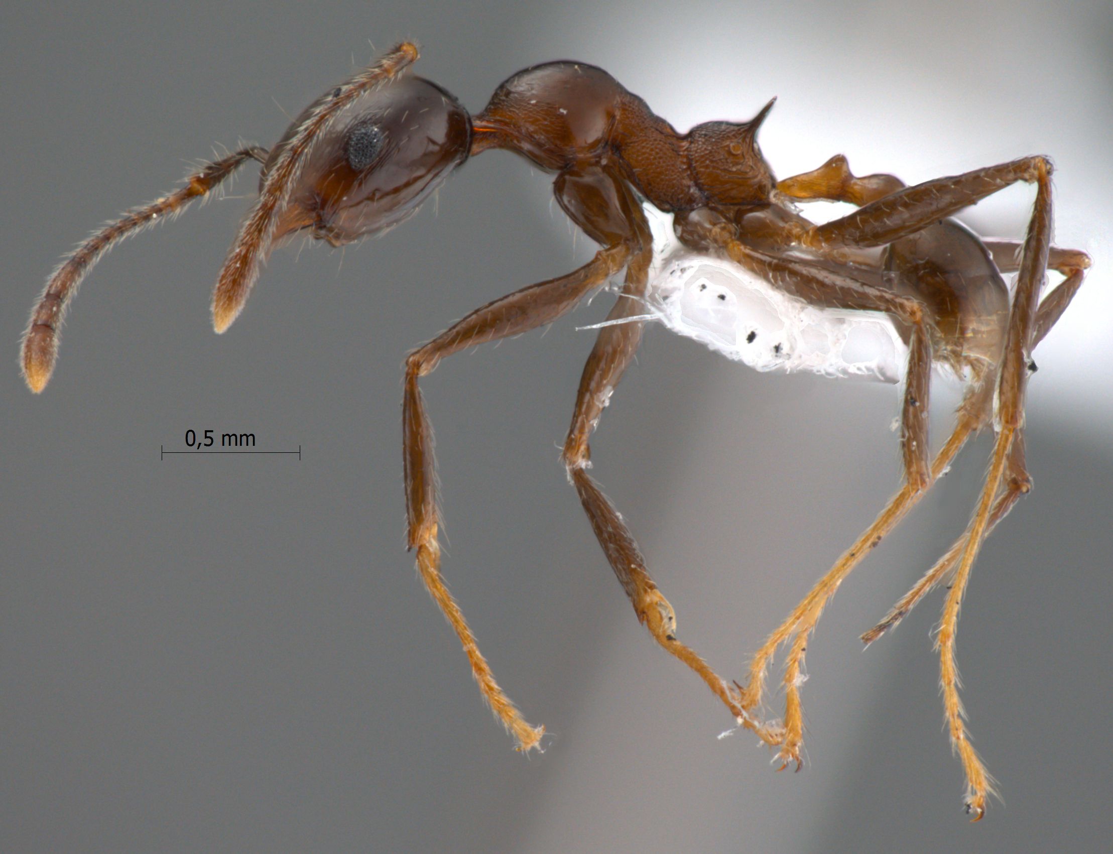 Foto Pheidole huberi Forel, 1911 lateral