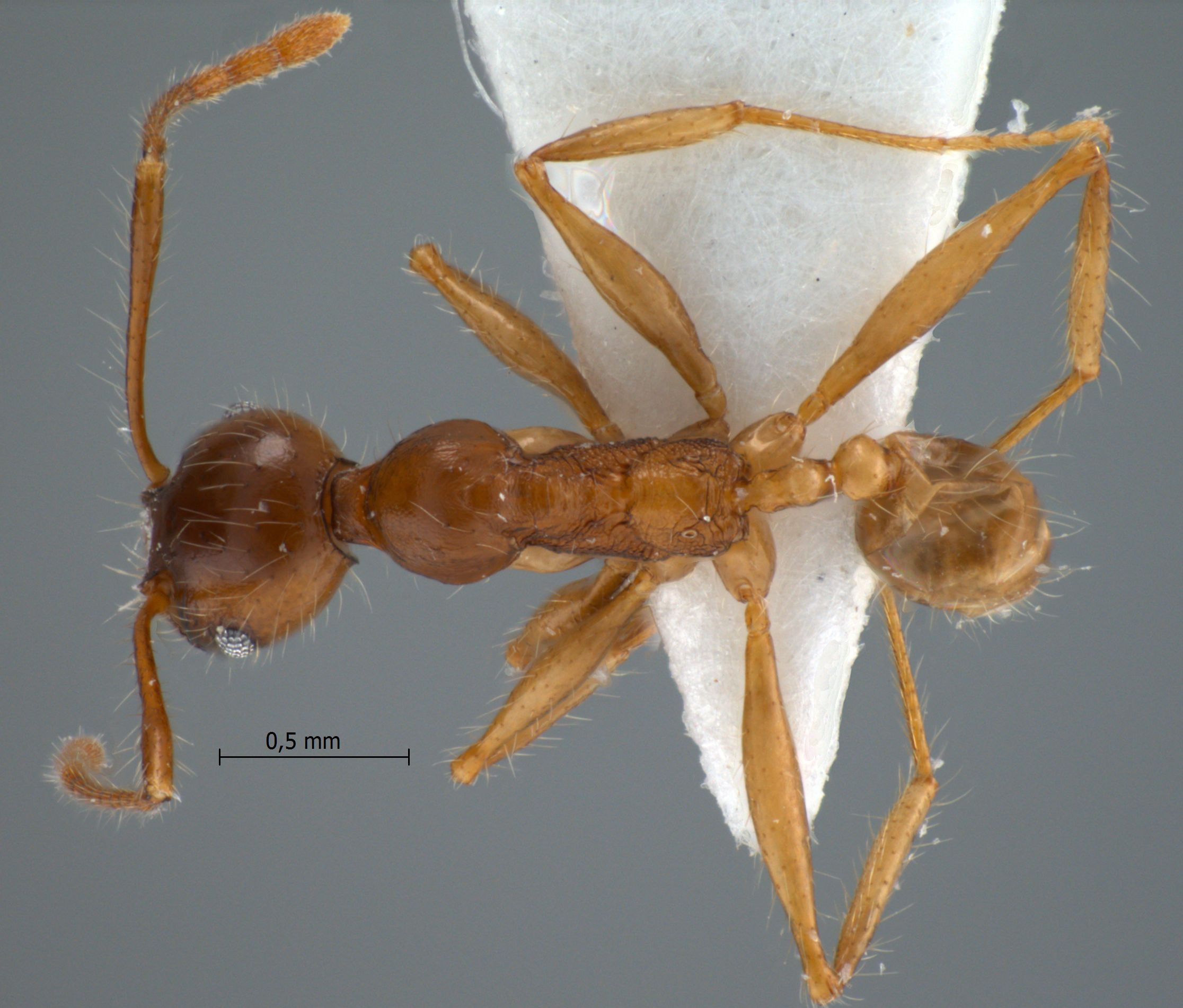 Foto Pheidole inornata Eguchi, 2001 dorsal