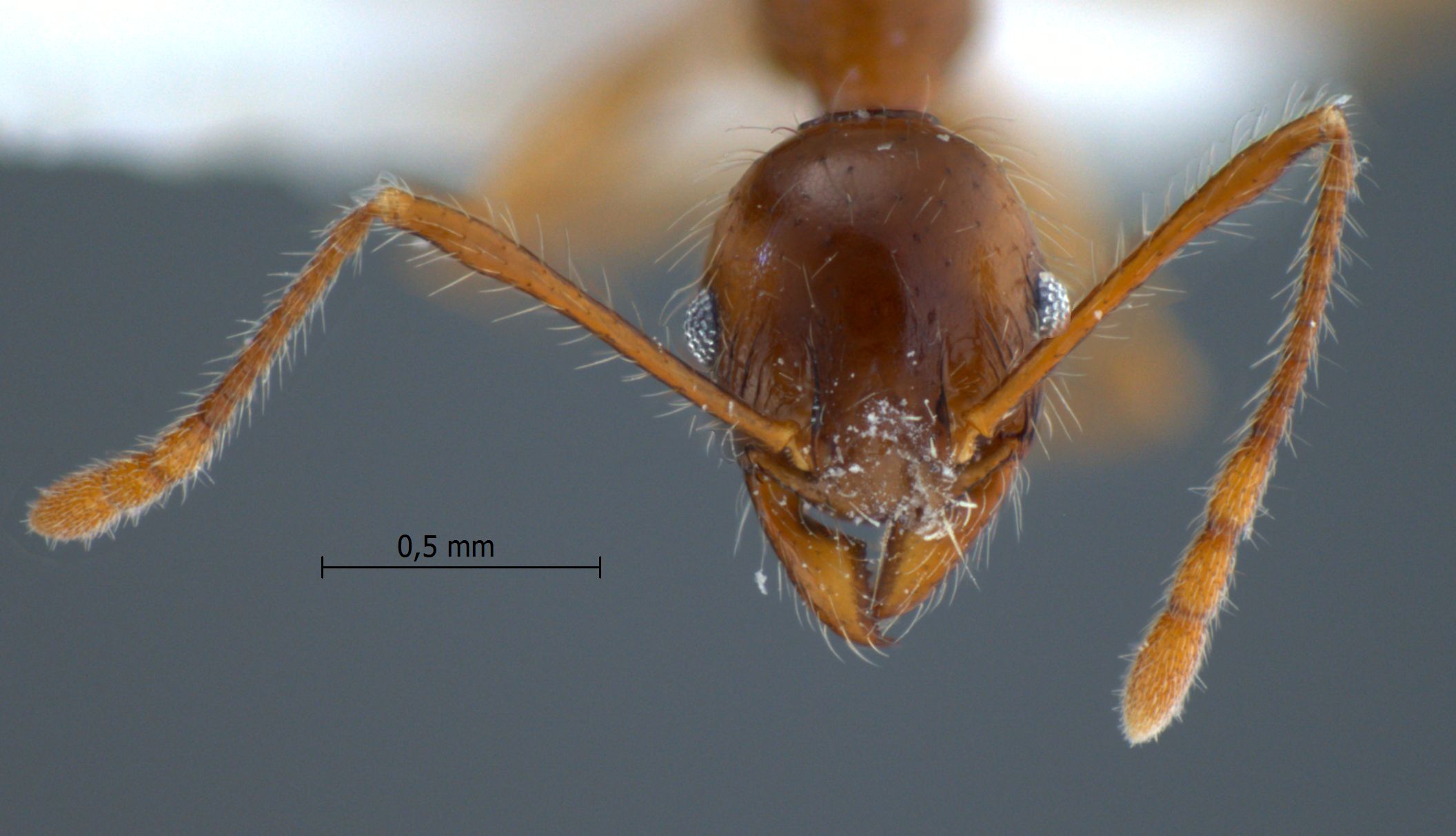 Foto Pheidole inornata Eguchi, 2001 frontal