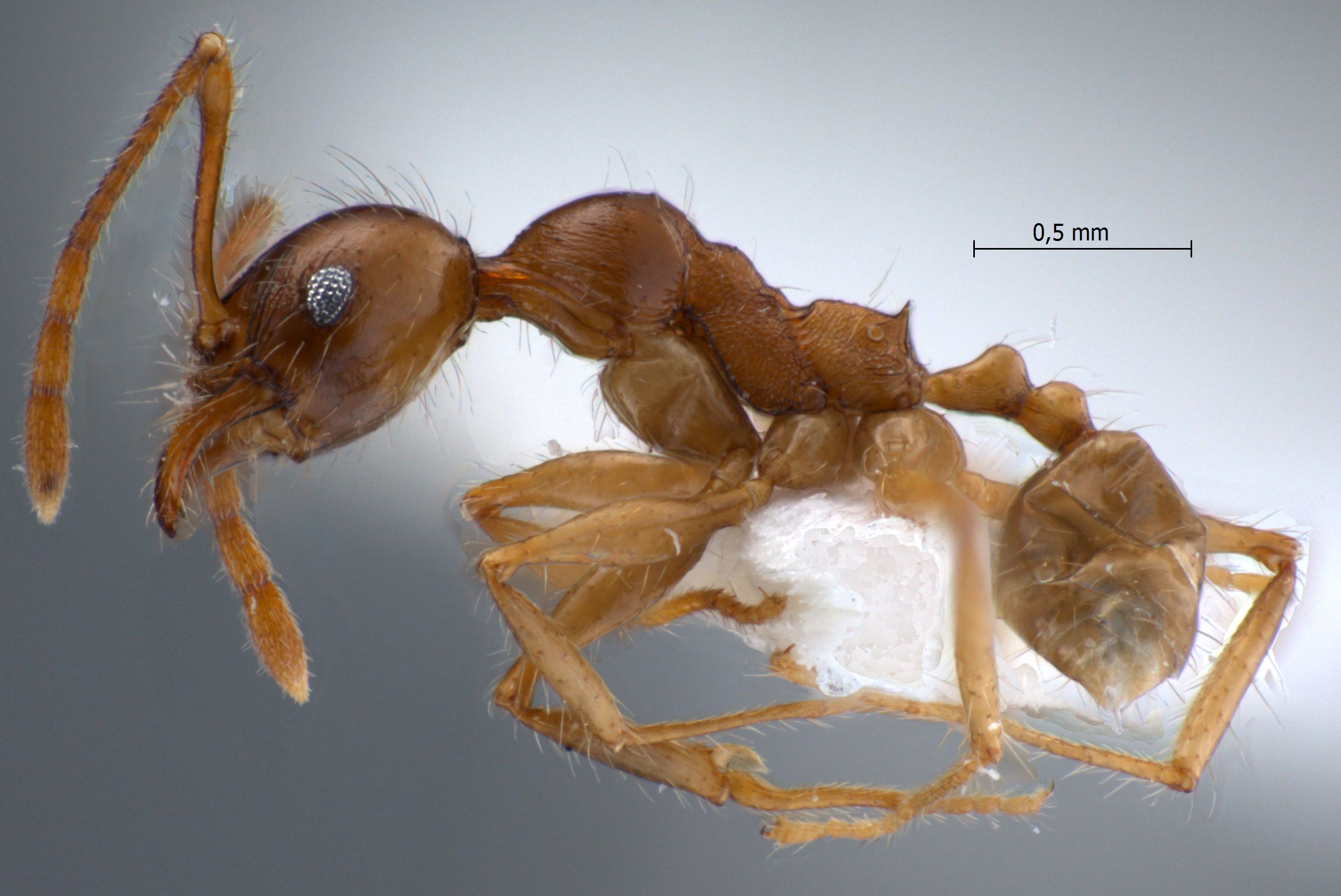 Foto Pheidole inornata Eguchi, 2001 lateral