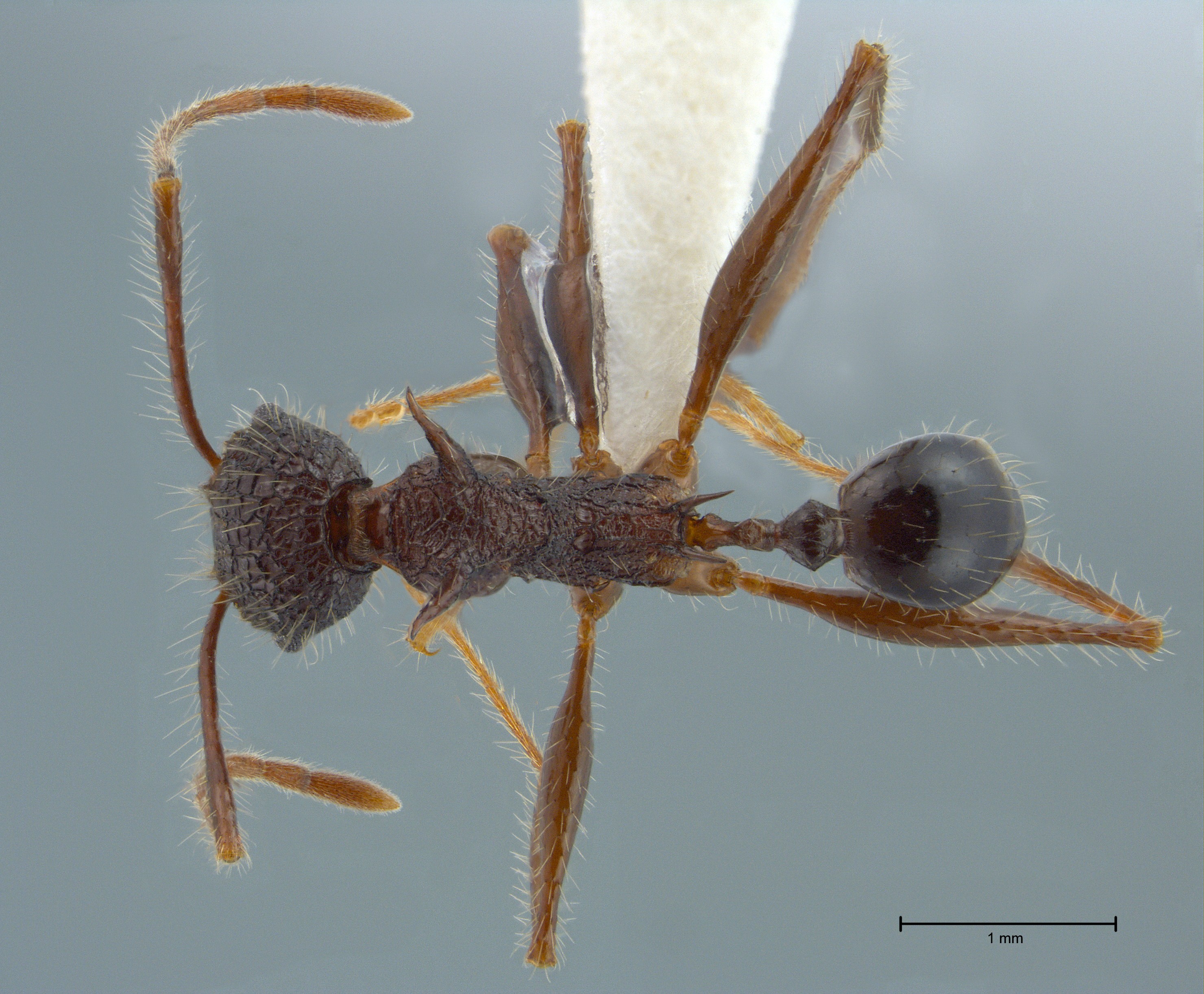 Foto Pheidole lokitae Forel, 1913 dorsal