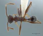 Pheidole lokitae Forel, 1913 dorsal