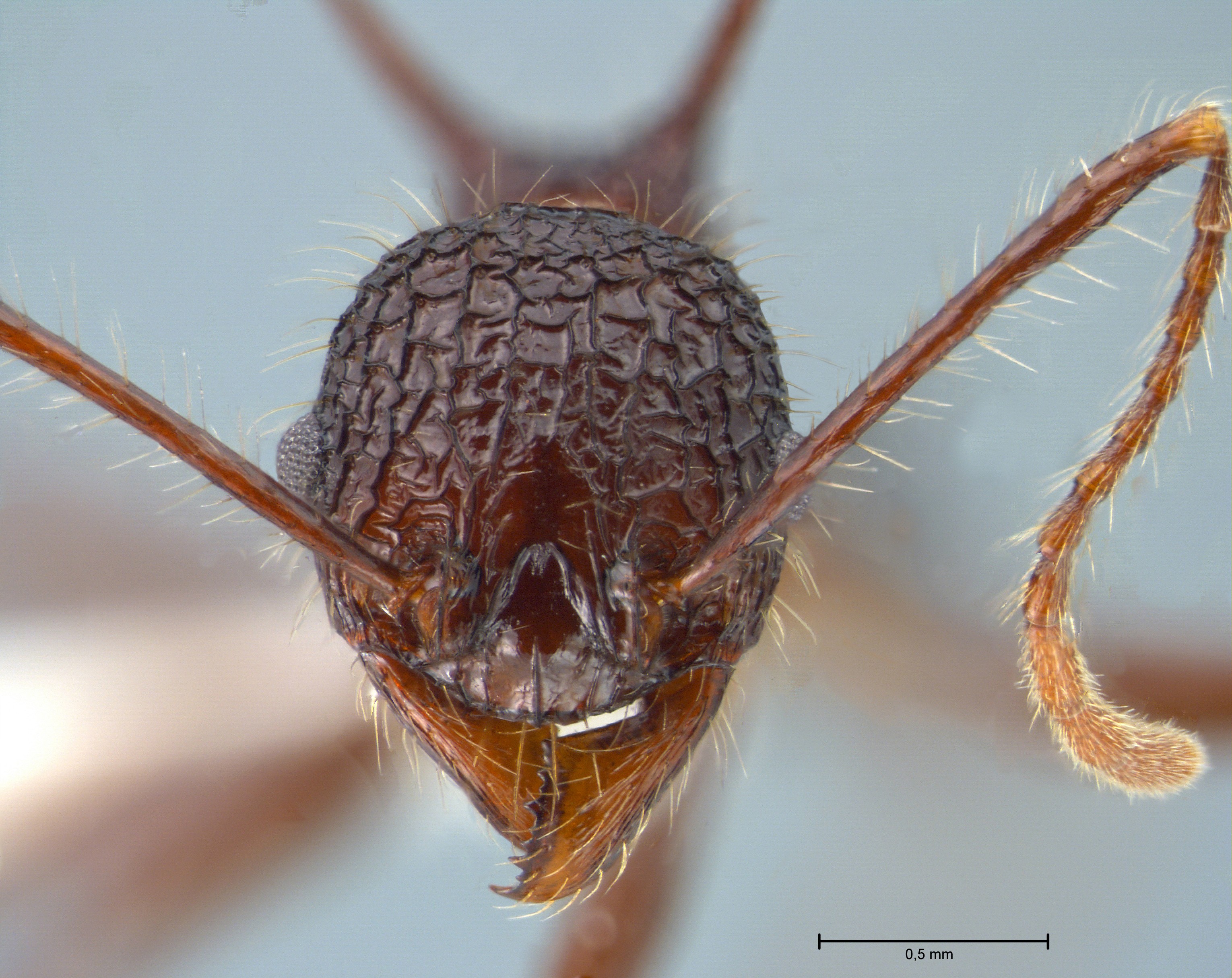 Foto Pheidole lokitae Forel, 1913 frontal