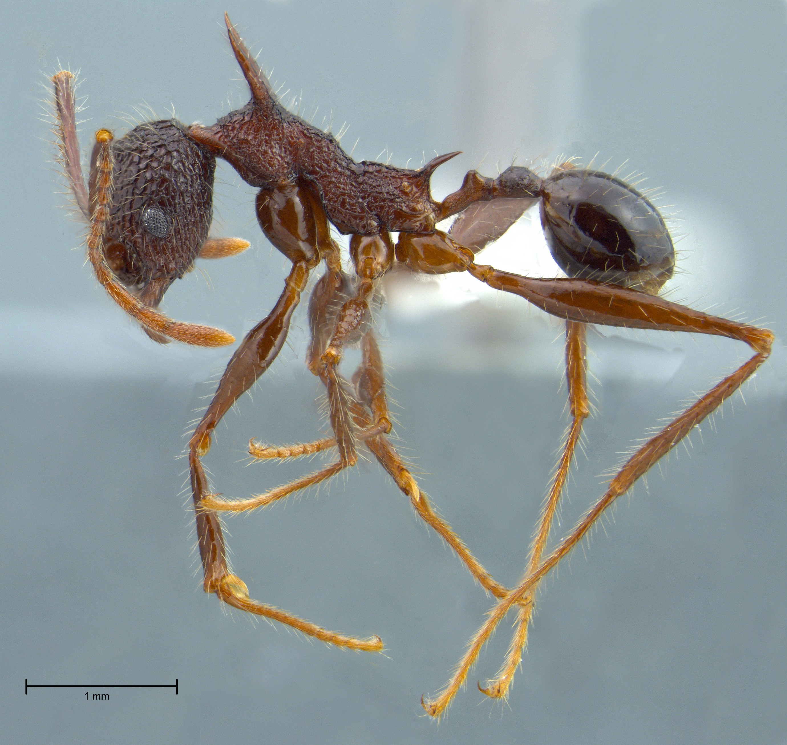 Foto Pheidole lokitae Forel, 1913 lateral