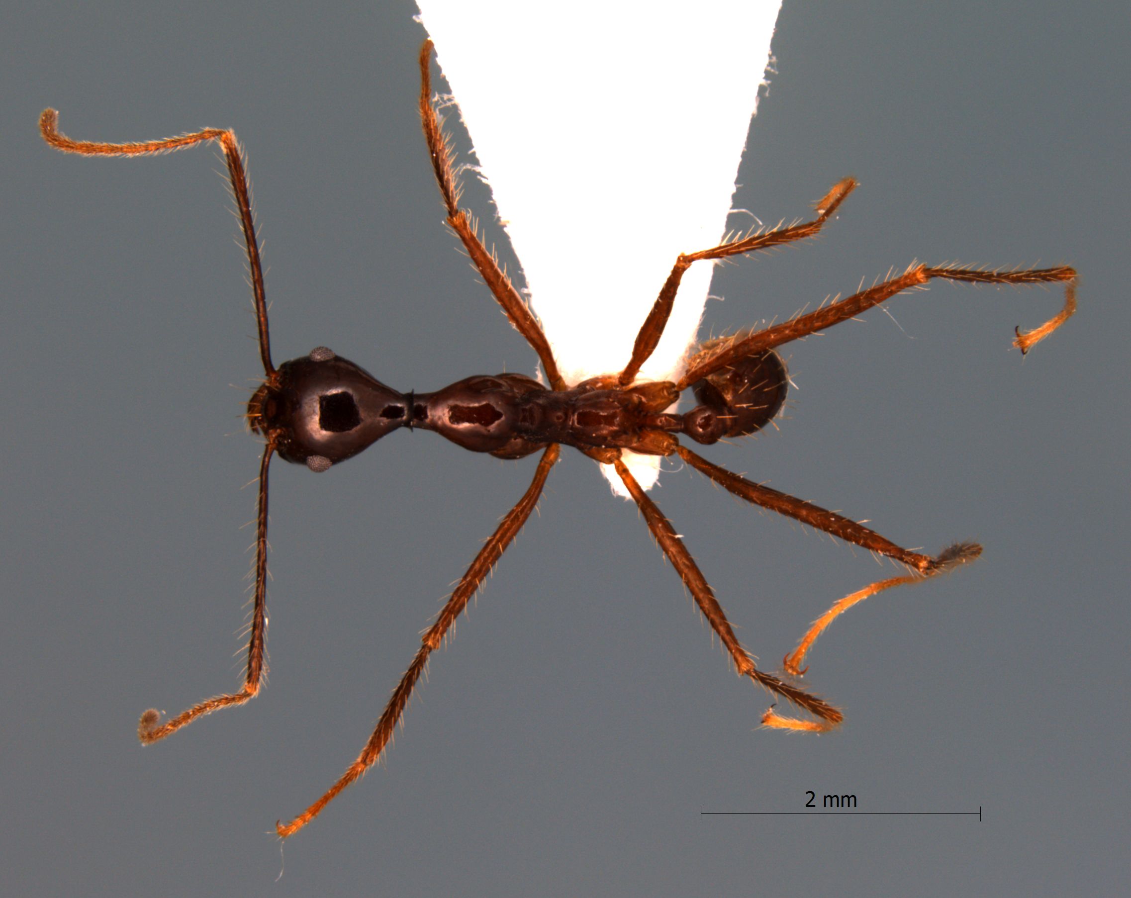 Foto Pheidole longipes Latreille, 1802 dorsal