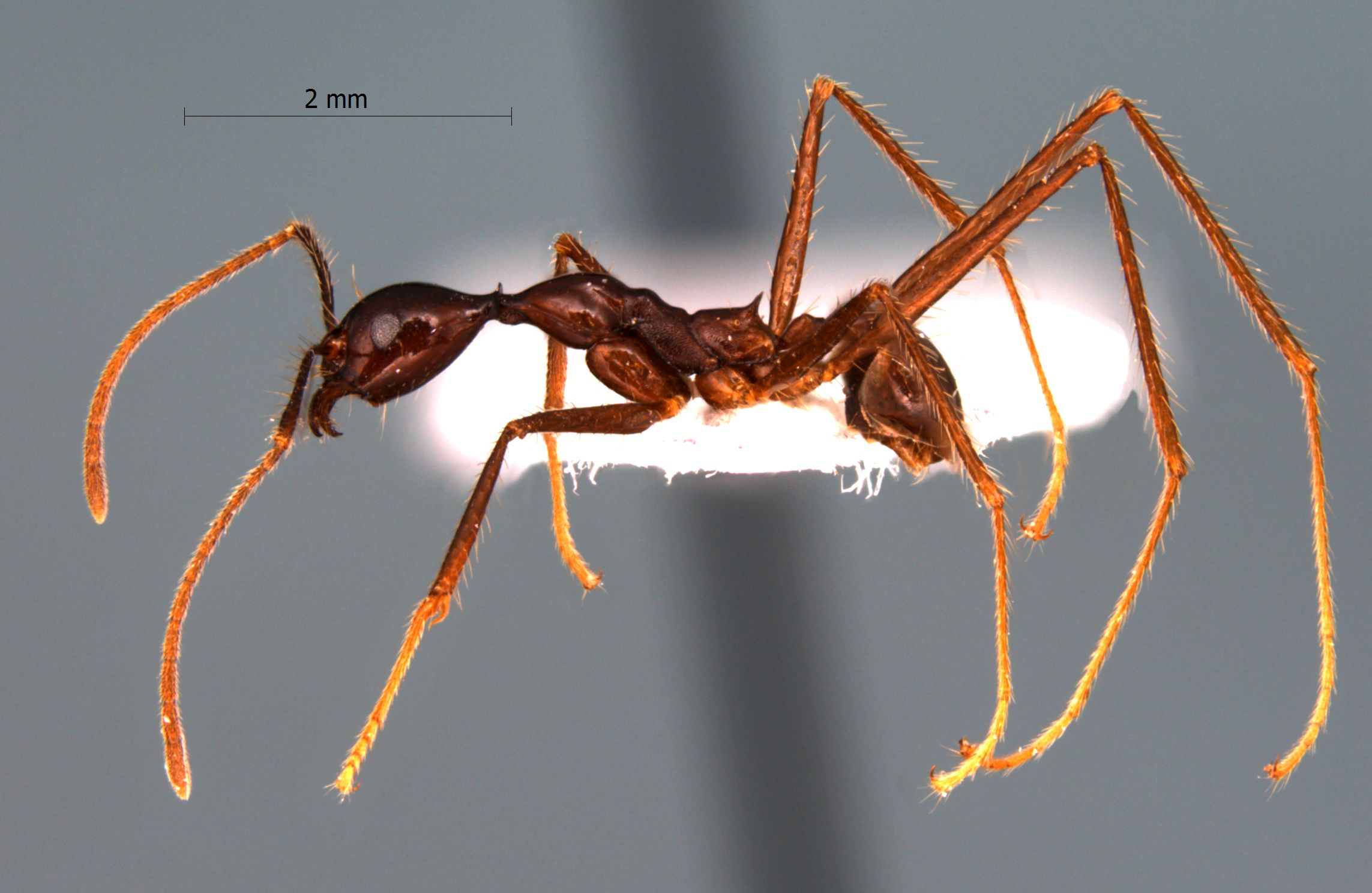 Foto Pheidole longipes Latreille, 1802 lateral