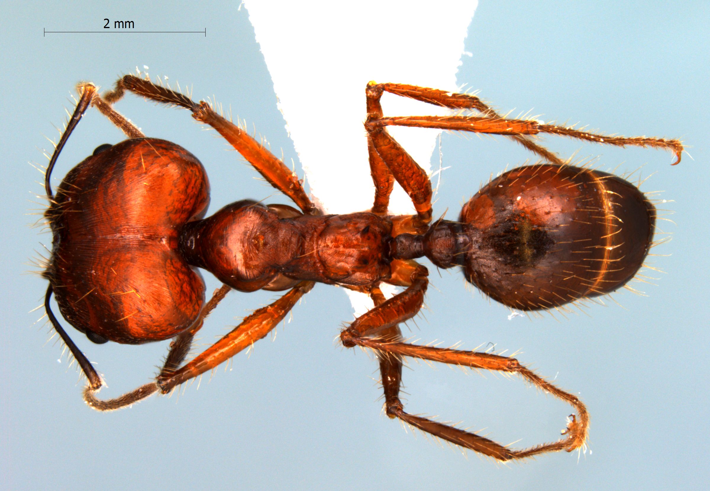 Foto Pheidole longipes major Latreille, 1802 dorsal