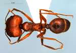 Pheidole longipes major Latreille, 1802 dorsal