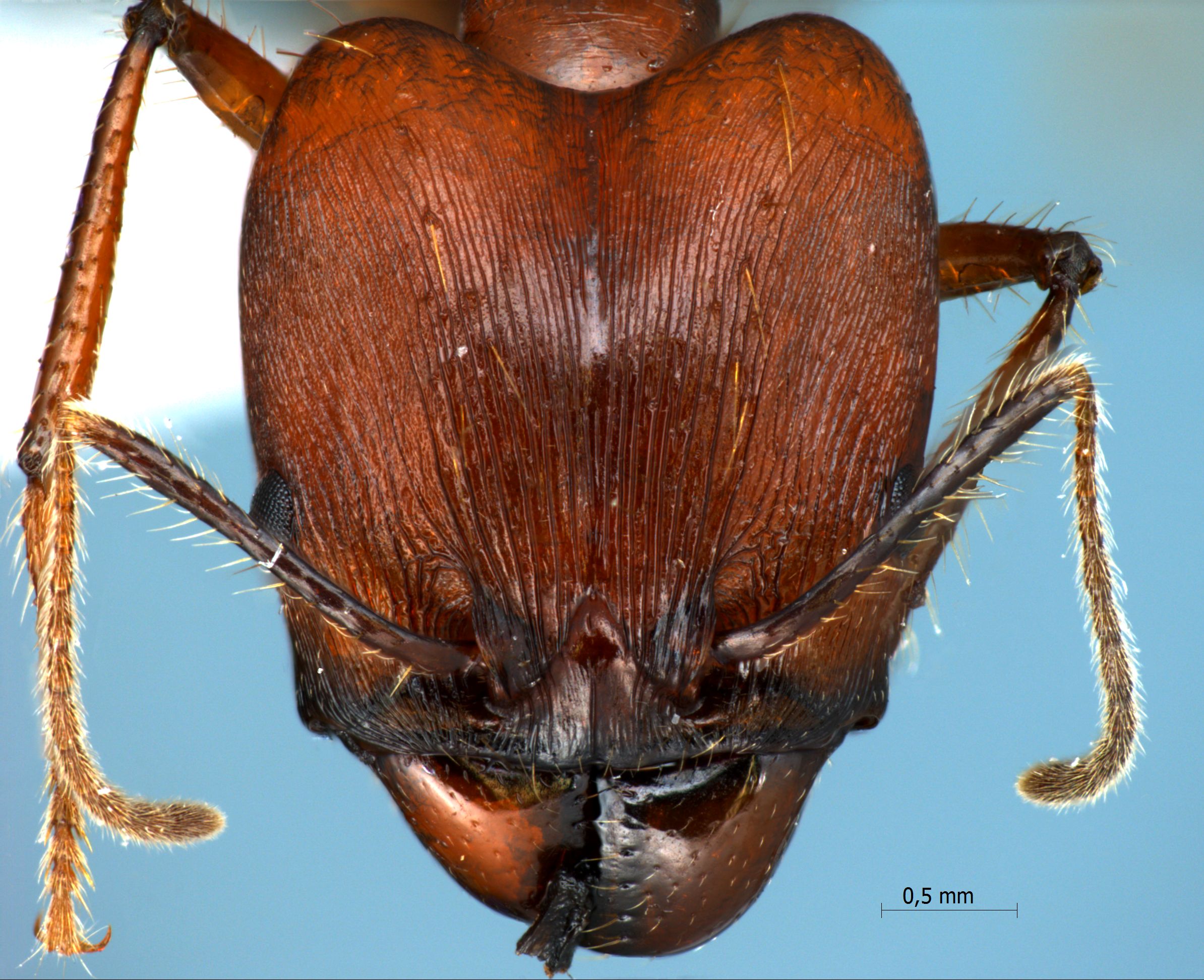 Foto Pheidole longipes major Latreille, 1802 frontal