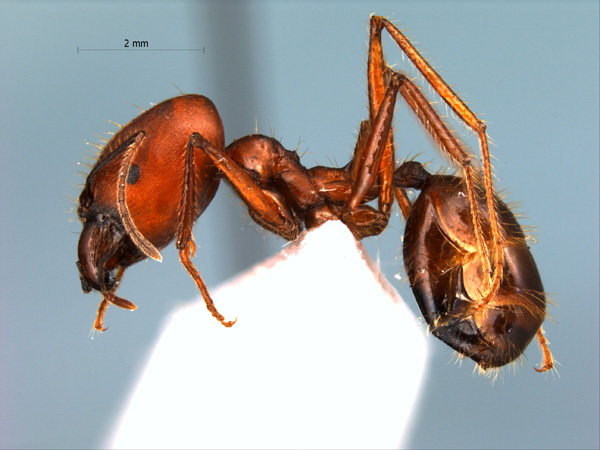 Pheidole longipes major Latreille, 1802 lateral