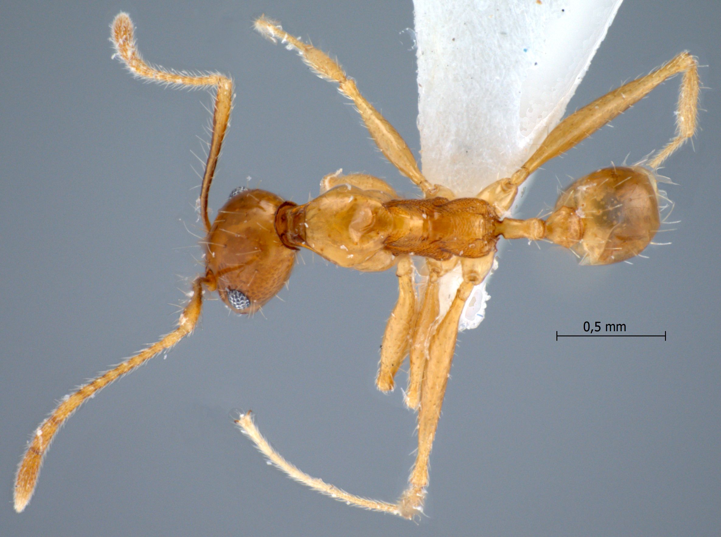 Foto Pheidole lucioccipitalis Eguchi,2001 dorsal