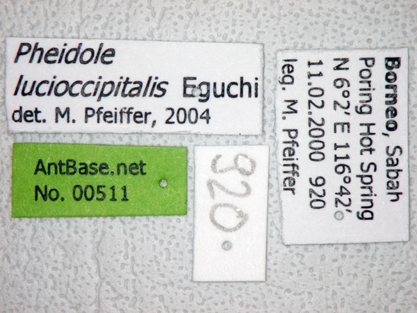 Foto Pheidole lucioccipitalis Eguchi,2001 Label