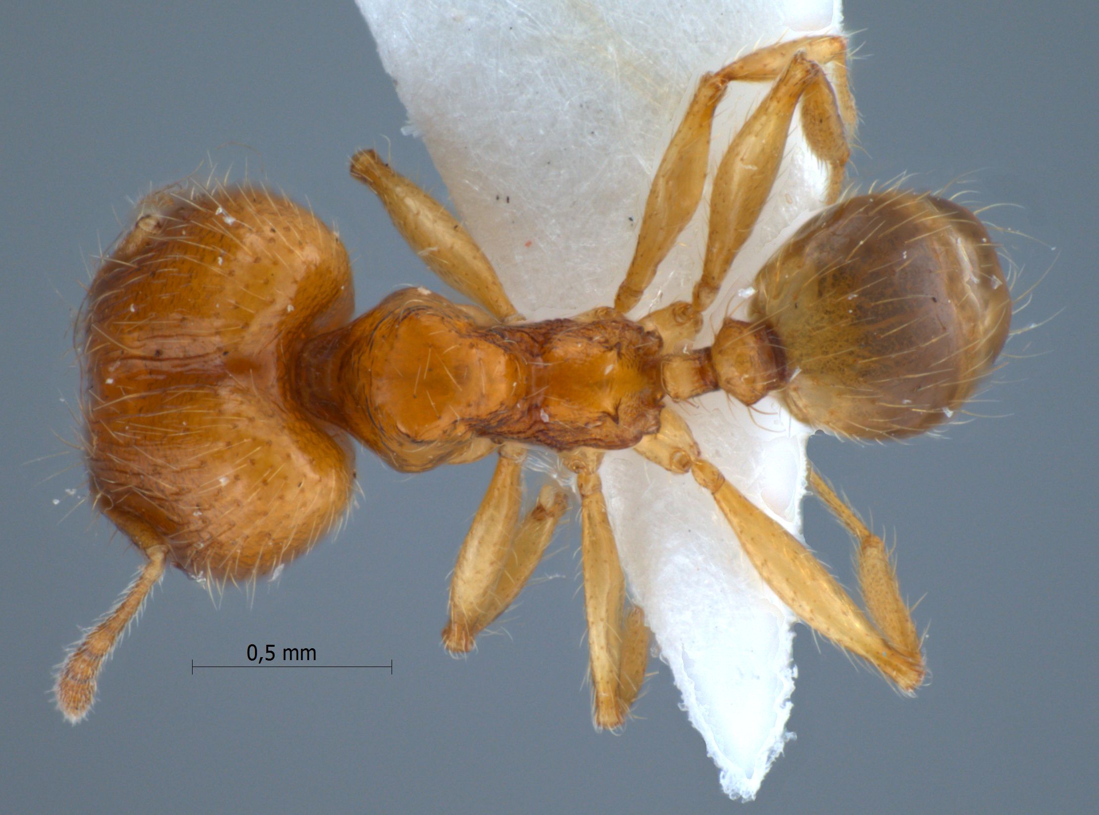 Foto Pheidole lucioccipitalis Eguchi,2001 dorsal