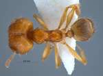 Pheidole lucioccipitalis Eguchi,2001 dorsal