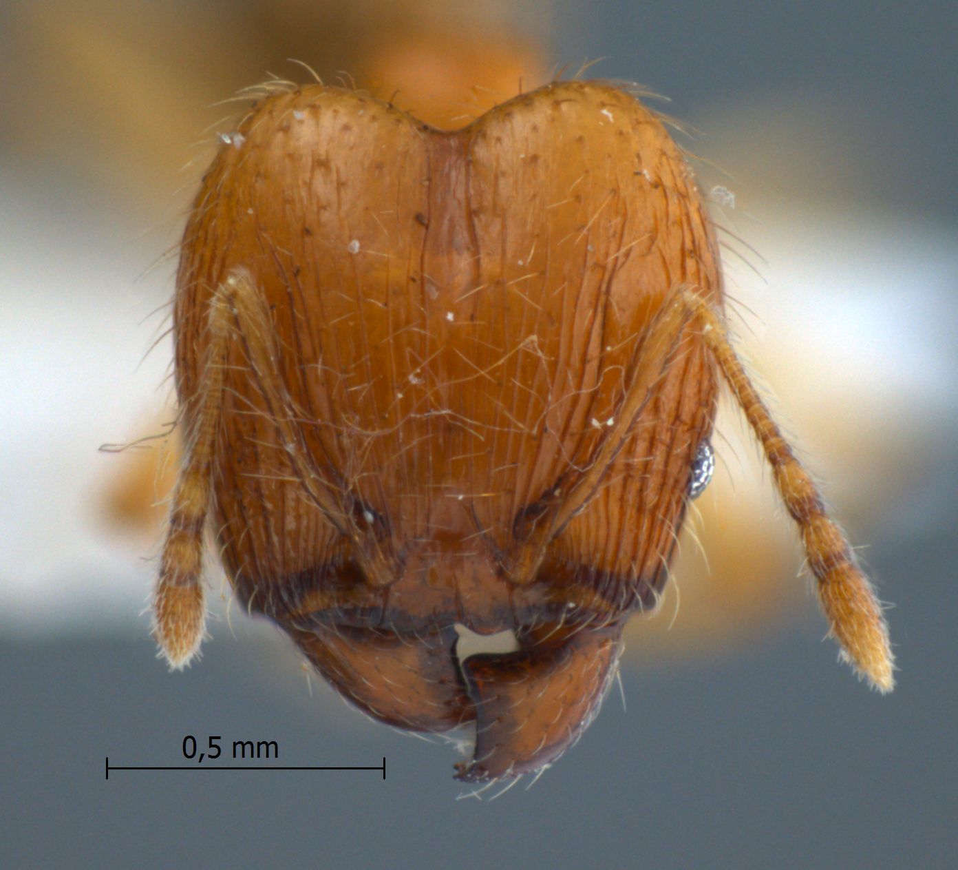 Foto Pheidole lucioccipitalis Eguchi,2001 frontal