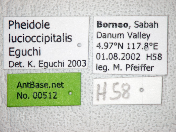 Foto Pheidole lucioccipitalis Eguchi,2001 Label